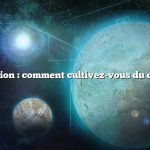 Question : comment cultivez-vous du chou ?